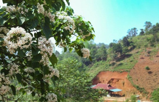  Hoa trẩu nở trắng ở các bản làng.